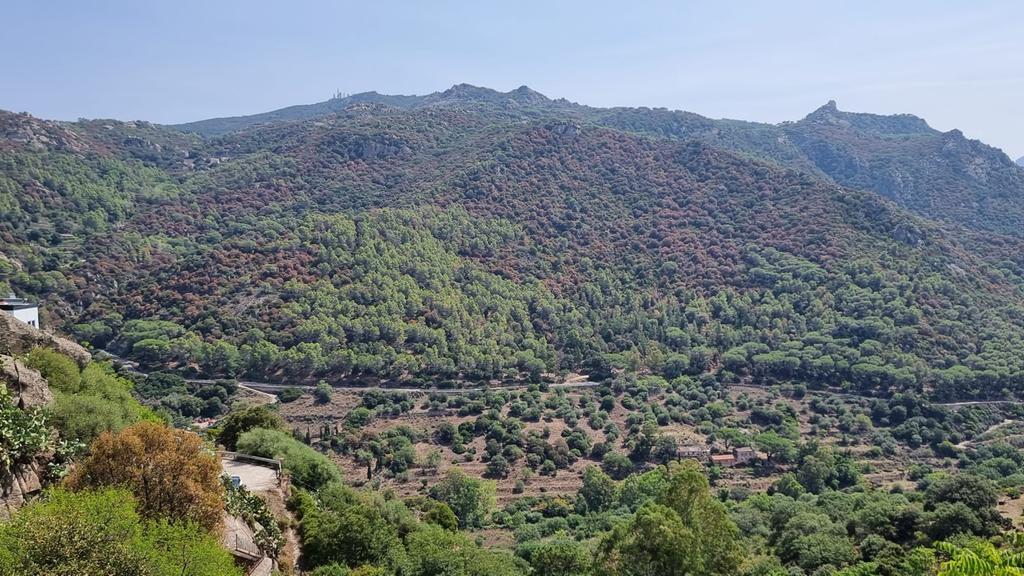 Il fenomeno del disseccamento sul monte Ortobene (foto Massimo Locci)