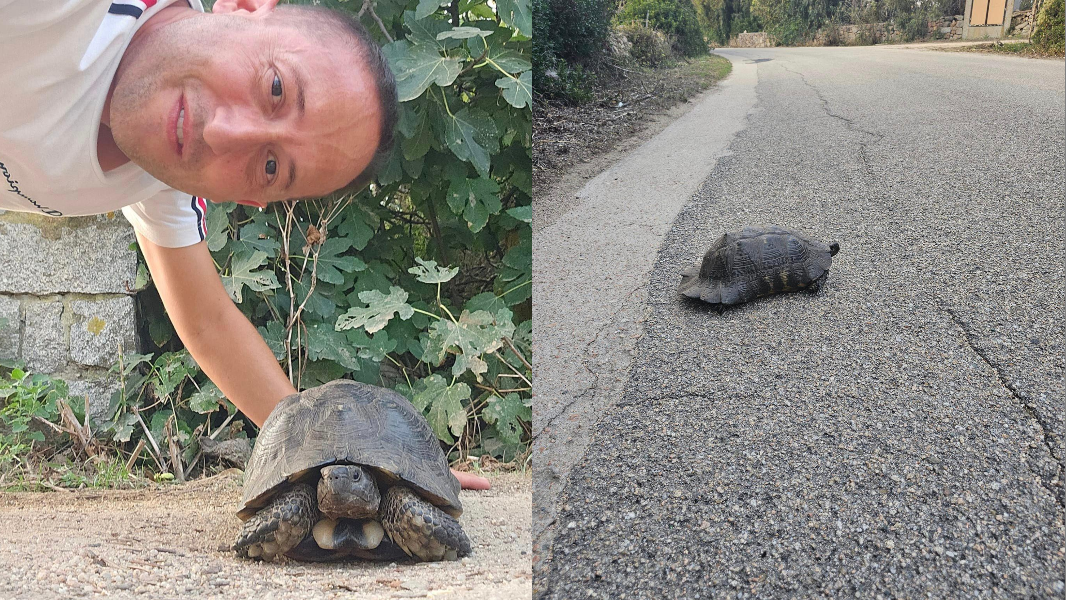 Il bel gesto di Dario Giagoni: «Ho salvato una tartaruga, come Elisabetta Canalis»