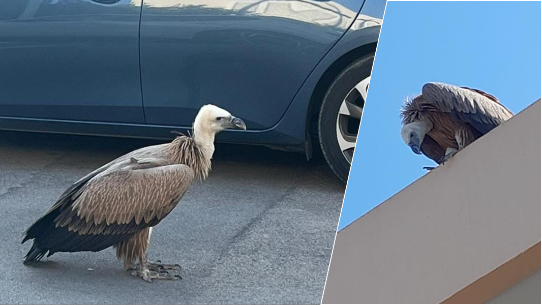 Stupore ad Alghero: un maestoso grifone passeggia tra le auto in sosta e i davanzali delle case