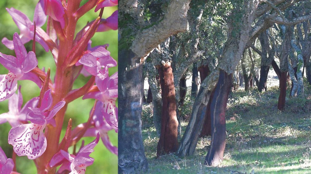 L’isola delle specie botaniche a rischio: «Unica regione in Italia senza una legge»