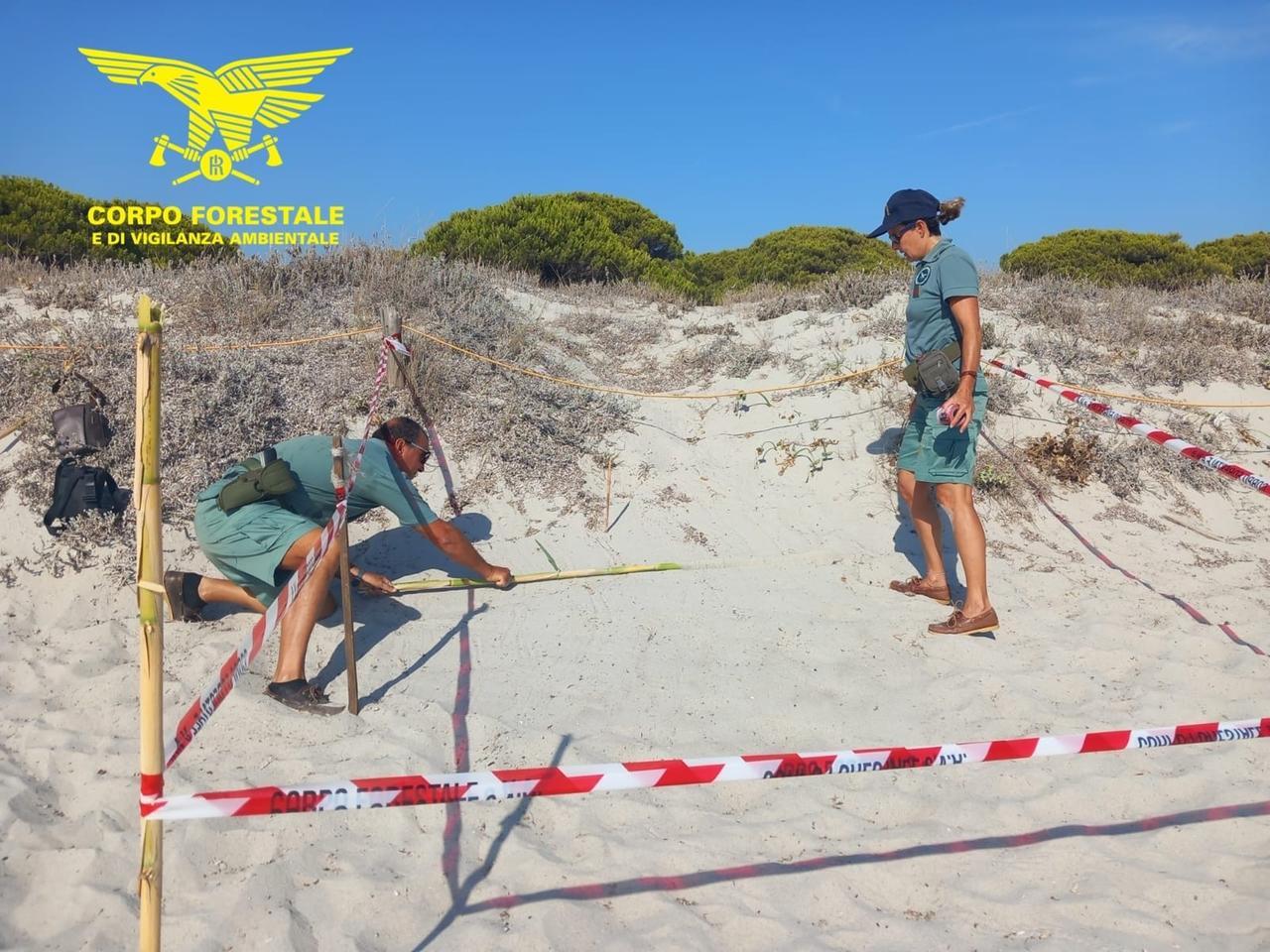 Budoni, scoperto un nido di Caretta caretta nella spiaggia di Salamaghe