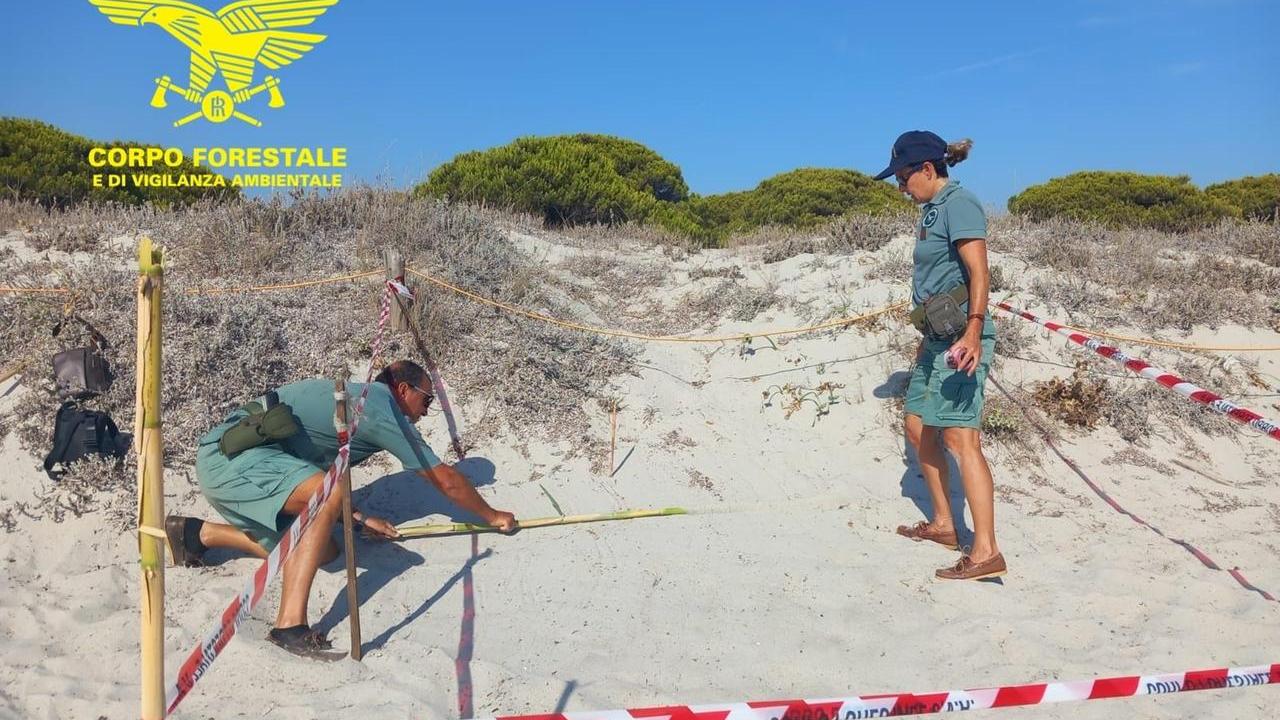 Budoni, scoperto un nido di Caretta caretta nella spiaggia di Salamaghe