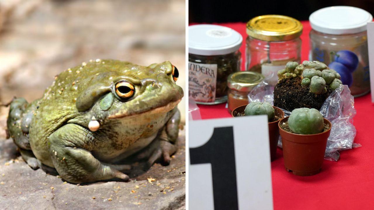 Il rospo Bufo alvarius e la droga sequestrata