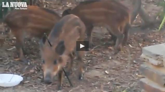 Stintino, il cacciatore lo infilza con un dardo, ma il cinghialetto sopravvive - VIDEO 
