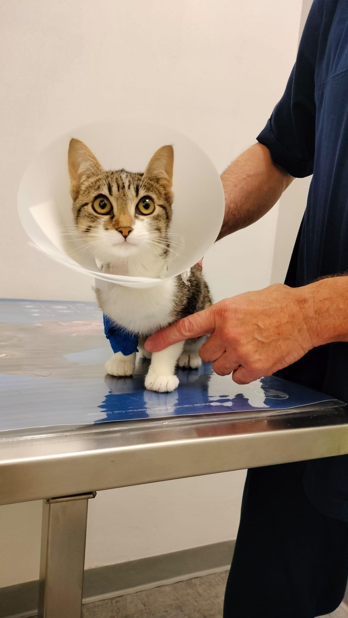 Una raccolta fondi per salvare il gattino “Dior”