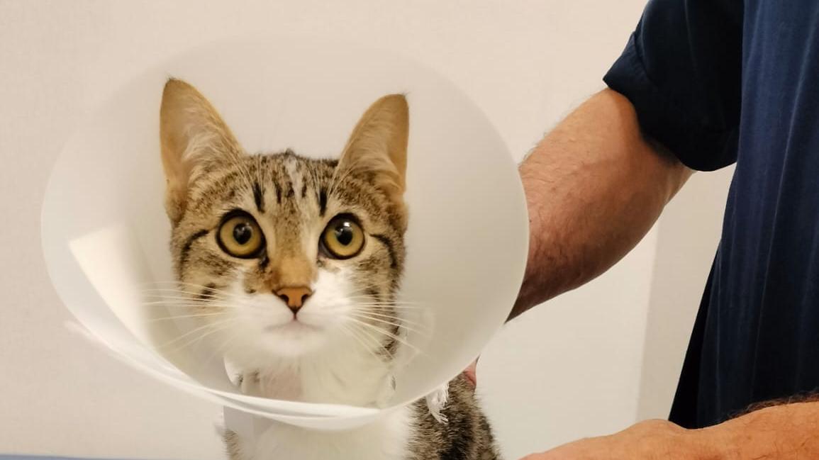 Una raccolta fondi per salvare il gattino “Dior”