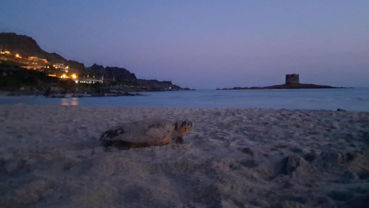 Spettacolo della natura a Stintino: una Caretta Caretta depone le uova nella spiaggia della Pelosa