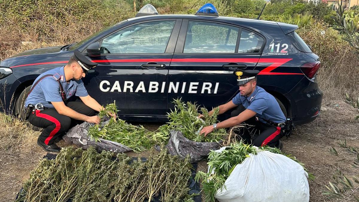 Tortolì, i carabinieri alla ricerca di sostanze stupefacenti: sequestrati 28 chili di marijuana