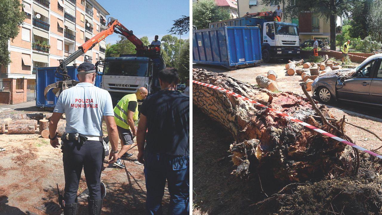 L'intervento e il pino caduto (foto Agenzia Bf)