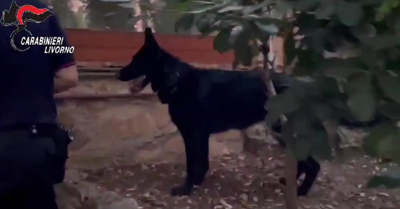 Un cane antidroga dei carabinieri impegnato nelle attività