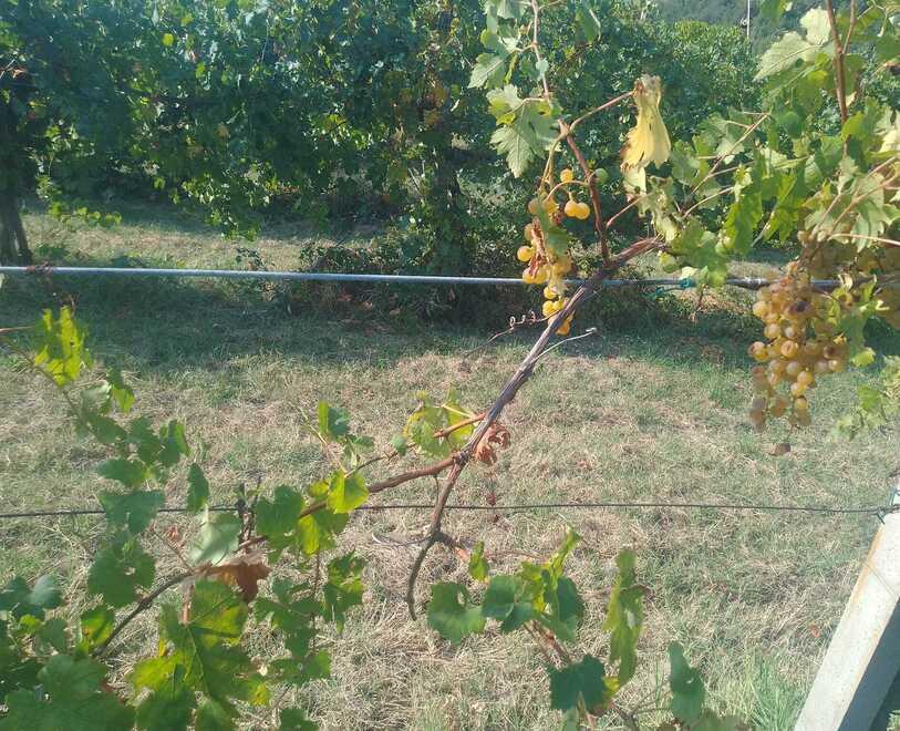 I ladri “ghiotti” di Malvasia ripuliscono tre filari dell’azienda Monte Duro