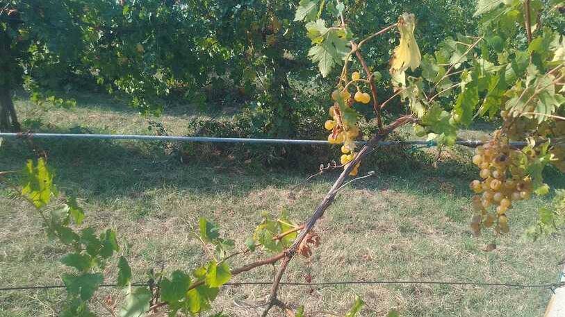 I ladri “ghiotti” di Malvasia ripuliscono tre filari dell’azienda Monte Duro