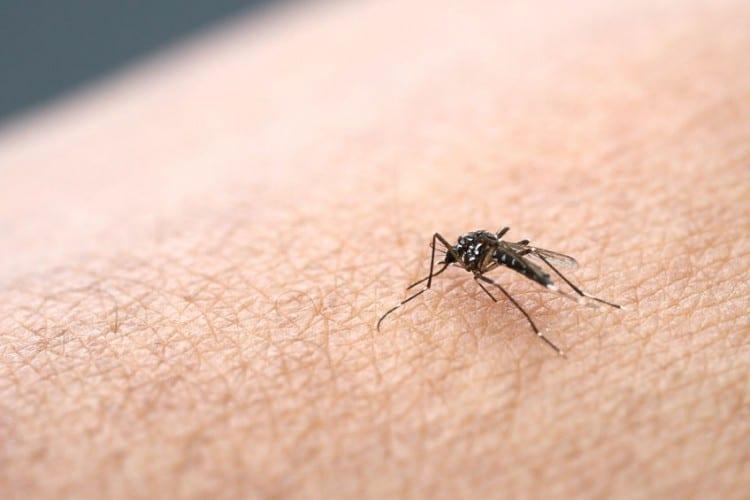 West Nile, altri 2 morti in provincia di Modena e zanzare anche in montagna