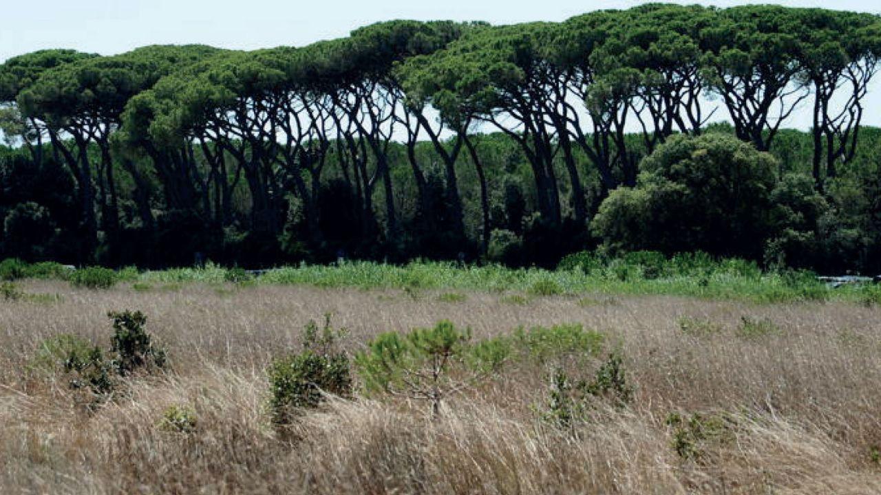 Lupi a Rosignano, individuati due branchi con la tecnica dell’ululato