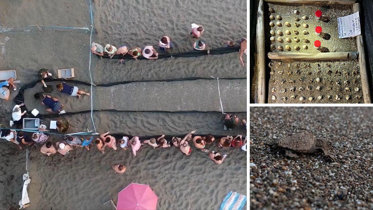 L'apertura del nido sulla spiaggia a Rimigliano (foto Marco Brandi, Jacopo Cipriani e Giada Olivieri)