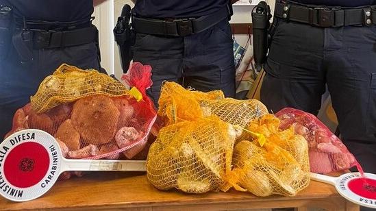 Dieci chili di porcini sequestrati dai forestali ai fungaioli furbetti