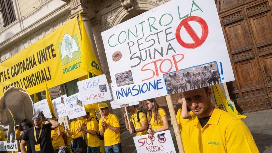 Peste suina africana, è allarme: «Anche Modena ora trema»