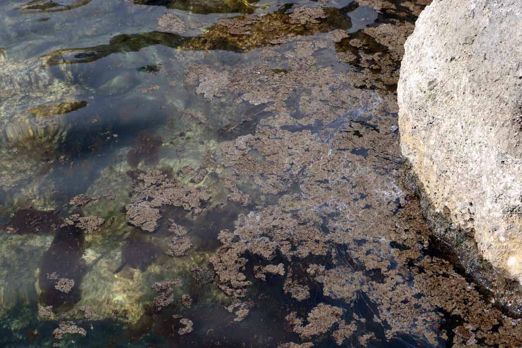 Marina di Pisa, concentrazione di alga Ostreopsis oltre i limiti: i consigli del Comune