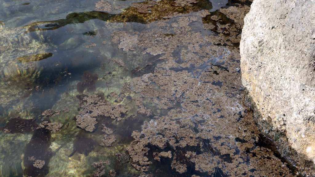Marina di Pisa, concentrazione di alga Ostreopsis oltre i limiti: i consigli del Comune