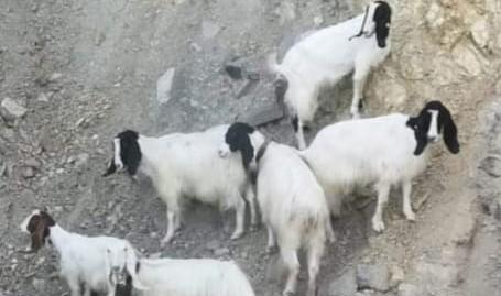 Pecorelle smarrite nei campi di Serramazzoni: i residenti le salvano