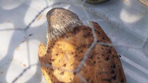 Il gheppio recuperato dai volontari a Suvereto 