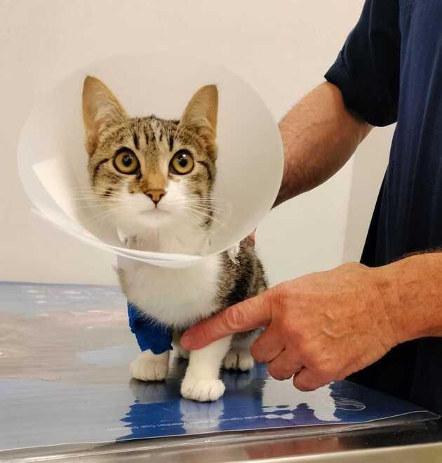 Dior è fuori pericolo: stop alle donazioni per il micio di Albinea