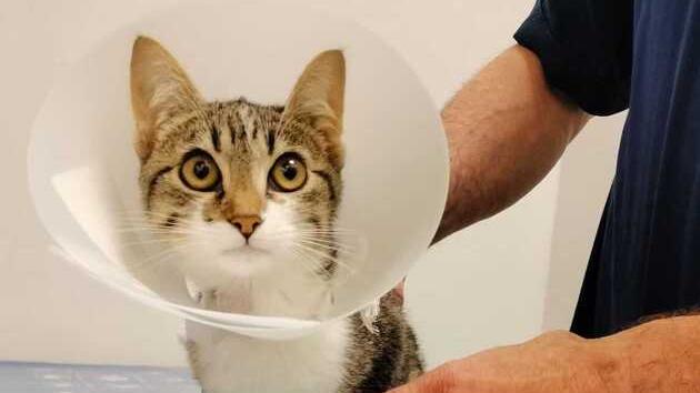 Dior è fuori pericolo: stop alle donazioni per il micio di Albinea