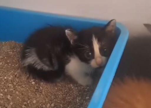 Cucciola intrappolata, salvata dai volontari dell’Enpa di Cento