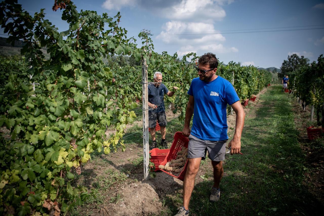 Siccità e futuro del vino: «Senza pozzi e irrigazione sempre più complicato»
