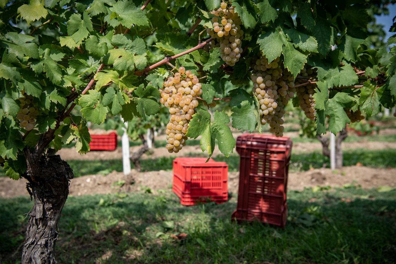 La Sardegna del vino può sorridere:  «Sarà una grande annata»