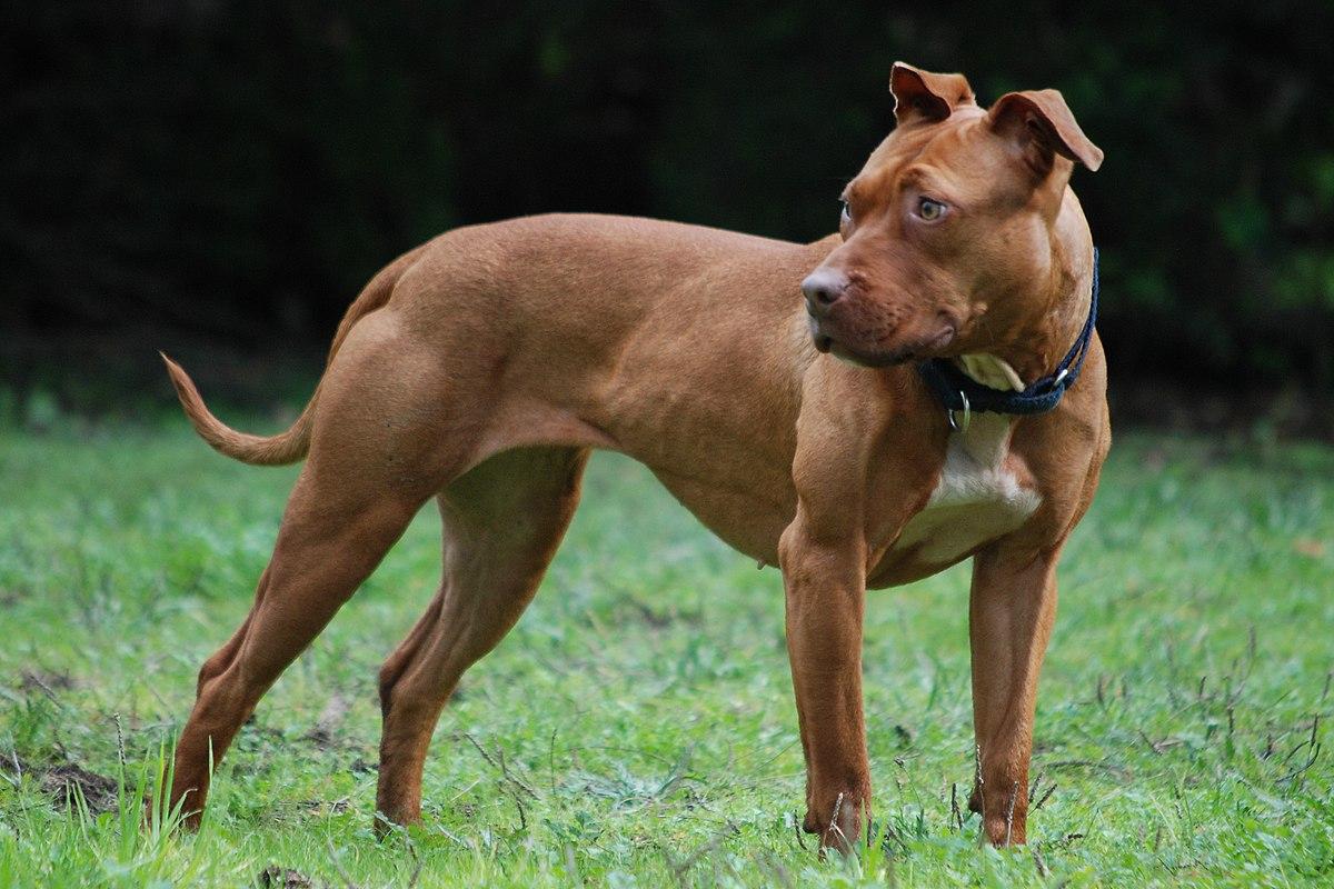
	Un pitbull&nbsp;

