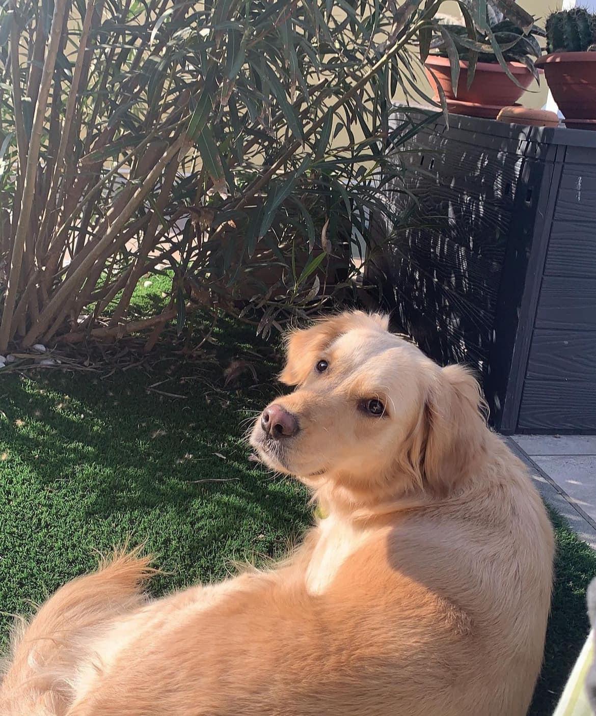 Modena, Gioia scappa durante il furto ed è ritrovata in hotel: «Fa parte della famiglia»