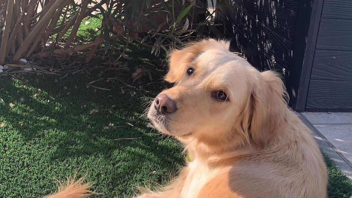 Modena, Gioia scappa durante il furto ed è ritrovata in hotel: «Fa parte della famiglia»