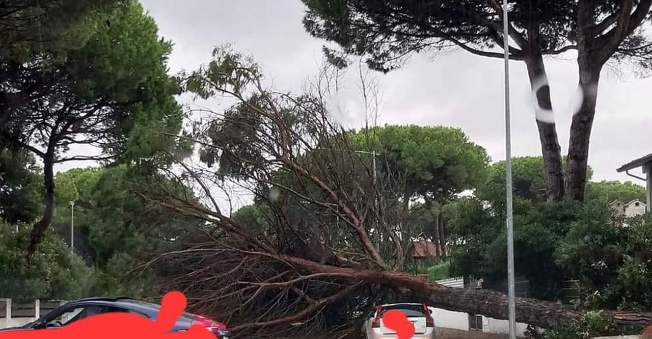 
	Albero caduto a Lido Spina, foto Caterina Loconte


