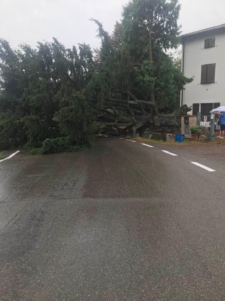 Maltempo: un grande cedro cade in strada a Lemizzone