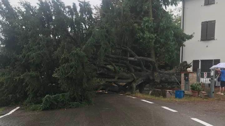 Maltempo: un grande cedro cade in strada a Lemizzone