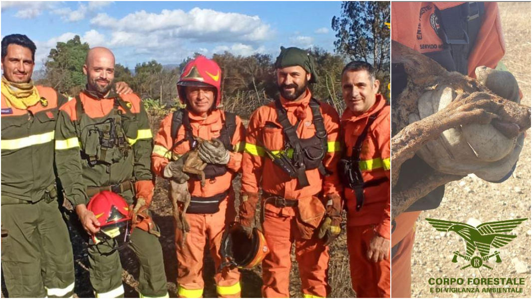 Incendio con lieto fine a Ussana: fiamme domate e un volpacchiotto salvato da morte certa