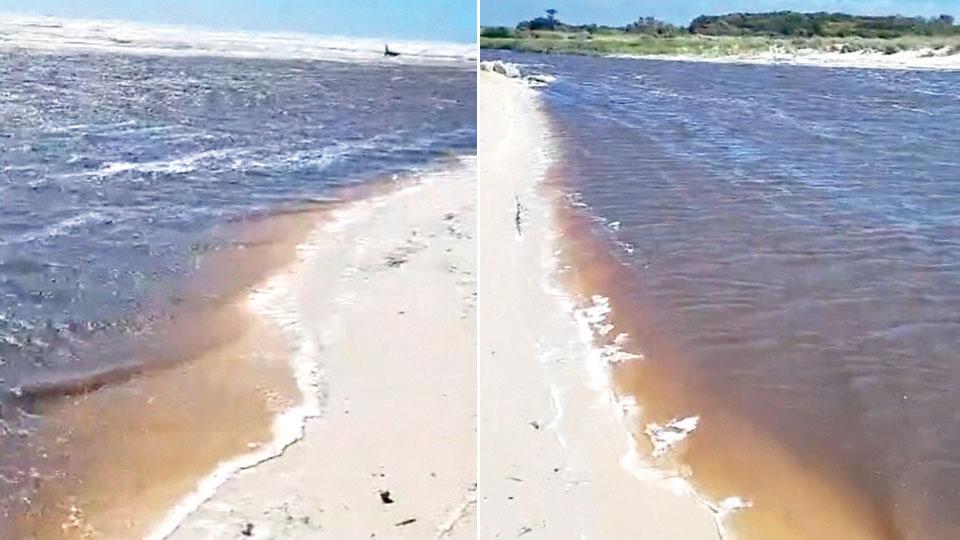 Nelle foto qui sopra due immagini della foce del fiume Fine riprese in un video circolato sul gruppo Facebook “Per una Rosignano migliore”