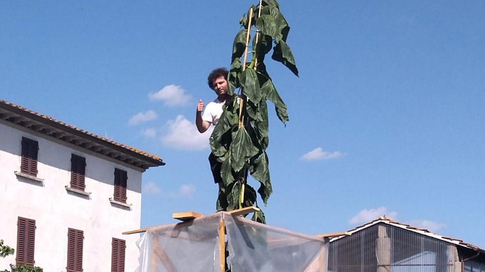 Cesare Alfonso Iannotta con il suo girasole da record