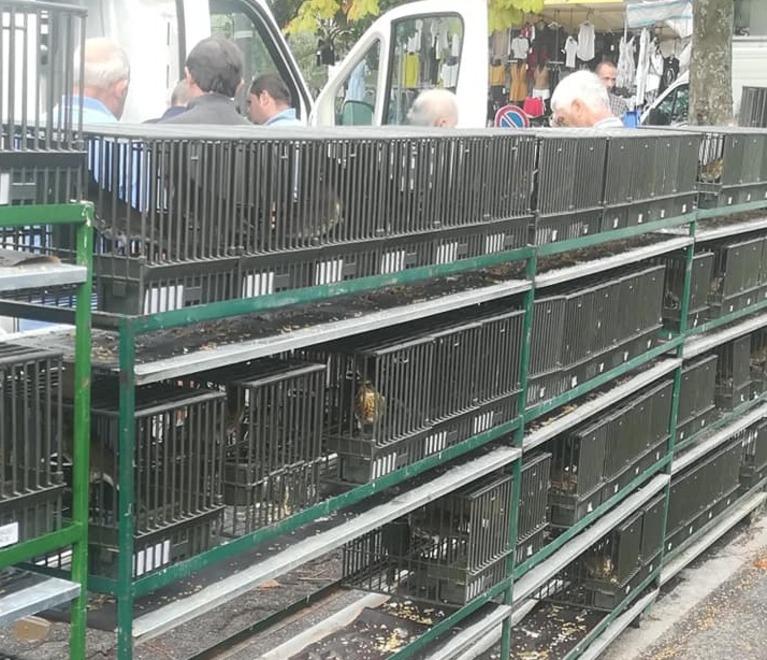 Valdinievole, uccelli canori in “sciopero”. La protesta degli allevatori