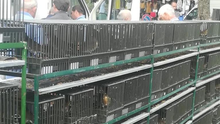 Valdinievole, uccelli canori in “sciopero”. La protesta degli allevatori