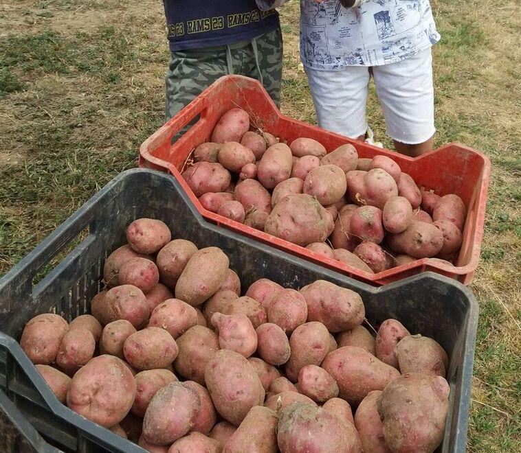 Le patate di Zeri