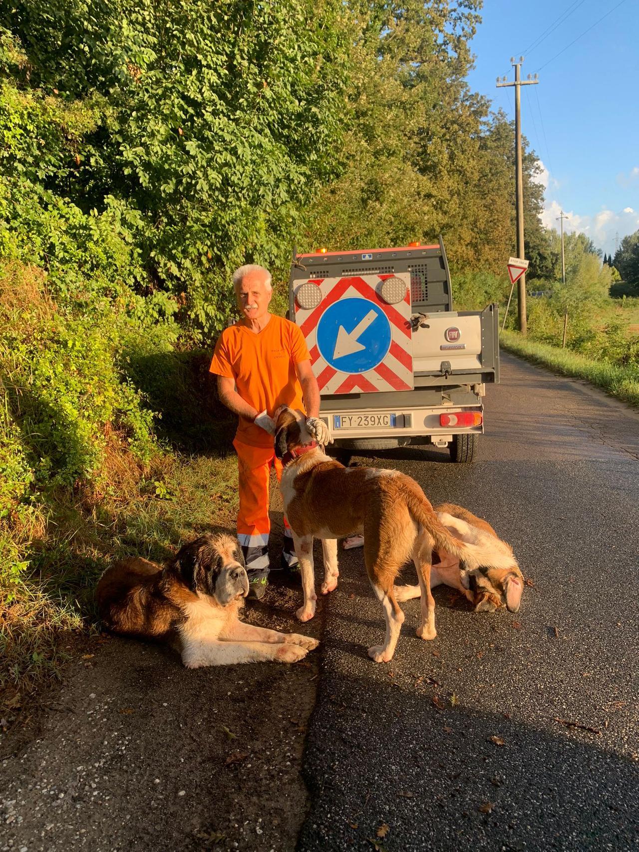 Collesalvetti, trovati tre San Bernardo che vagavano in via delle Sorgenti