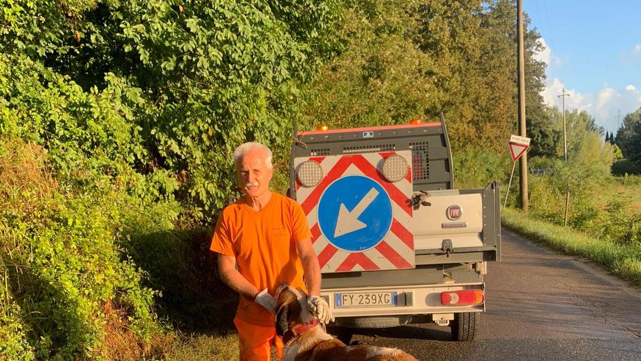 Collesalvetti, trovati tre San Bernardo che vagavano in via delle Sorgenti