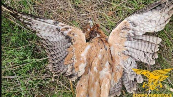 Un’aquila di Bonelli trovata morta nelle campagne di Ozieri: uccisa da una rosa di pallini