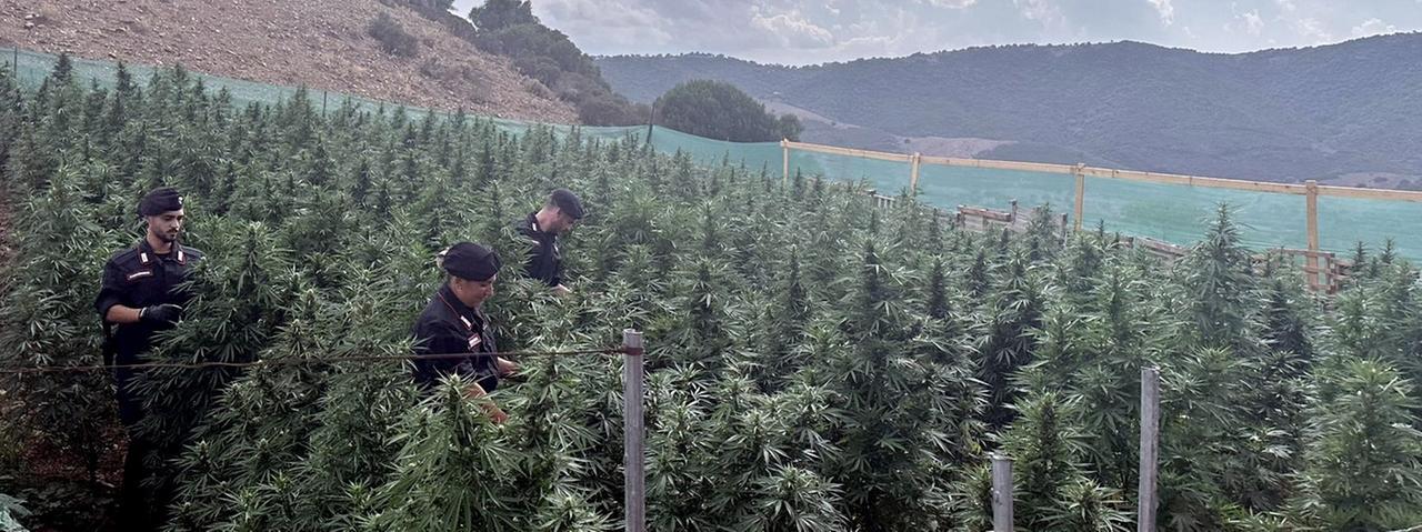 Due quintali di cannabis nelle campagne: un denunciato