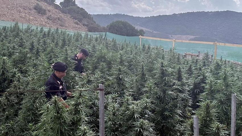 Due quintali di cannabis nelle campagne: un denunciato