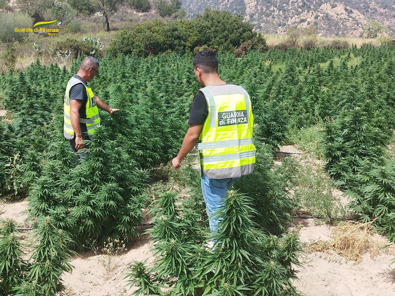 Piantagione di droga a Talana: un denunciato