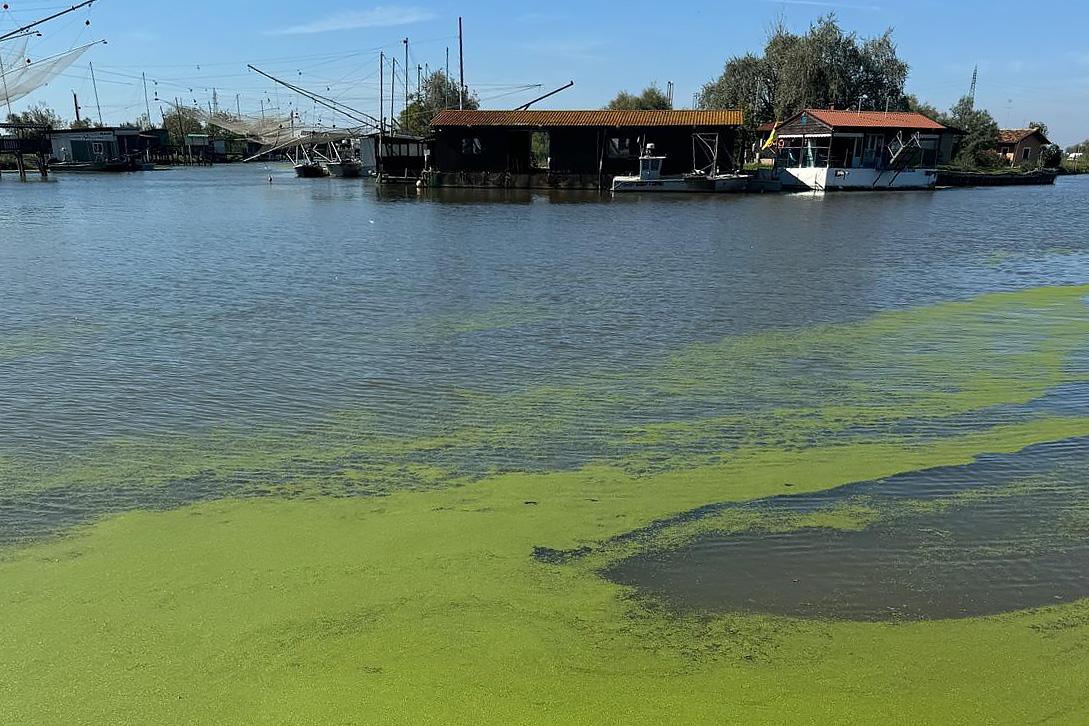 Porto Garibaldi, l’acqua si tinge di verde: «Scaricano i residui delle risaie»