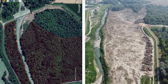 Parco del Secchia, Aipo: «La ditta che ha fatto i lavori ha tagliato più alberi di quanto doveva»